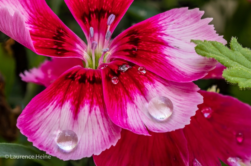 Raindrops on Dianthus