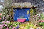 Flower Show 4