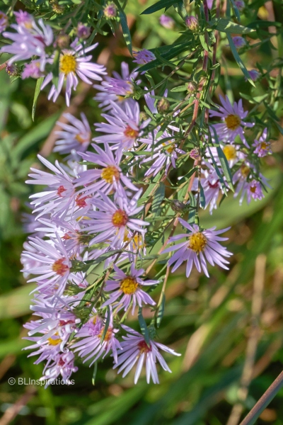 Smooth Blue Aster