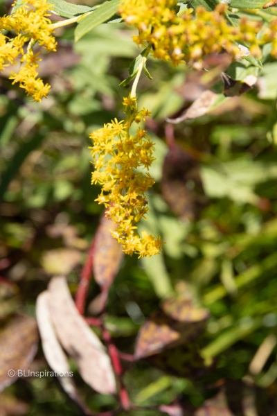 Canada Goldenrod