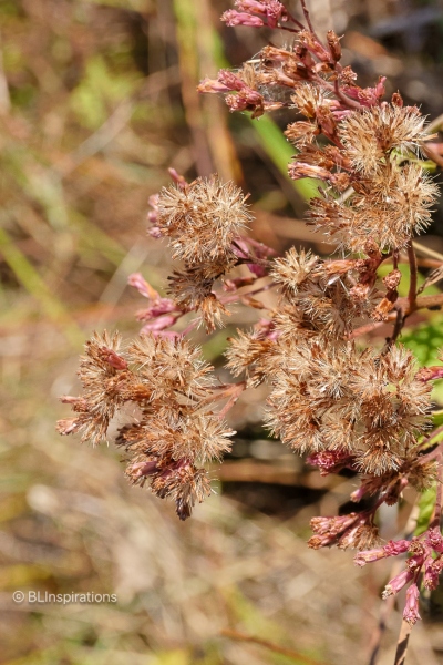Spotted Joe-Pye Weed Seed Head