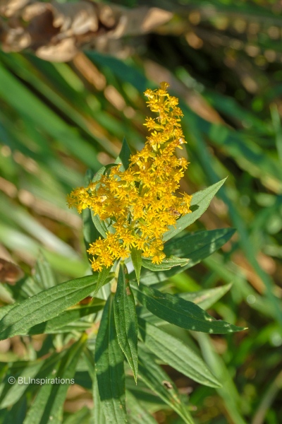 Tall Goldenrod