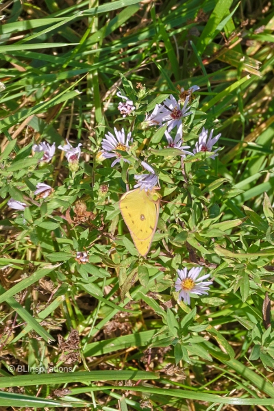 Orange Sulphur Butterfly on New York Aster