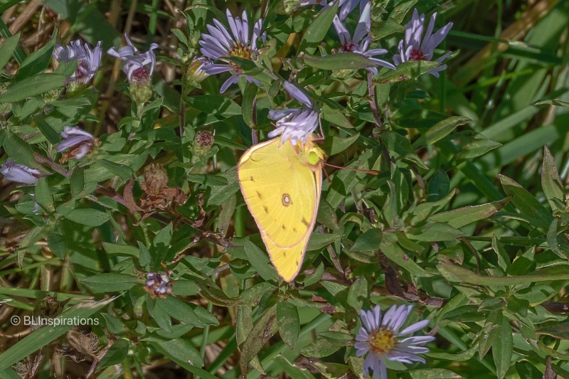 New York Aster with Orange Sulphur Butterfly