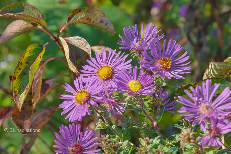 New England Aster