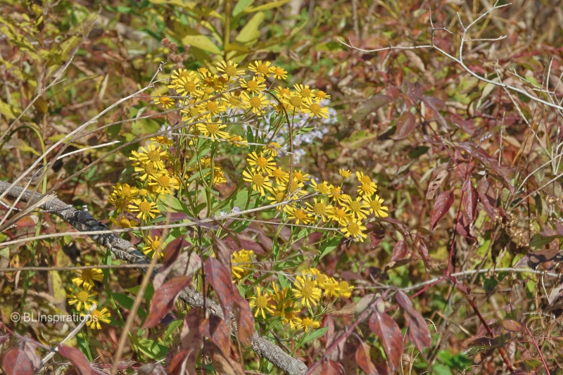 Common Sneezeweed
