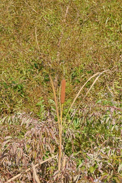 Cattail (also called Bulrush)