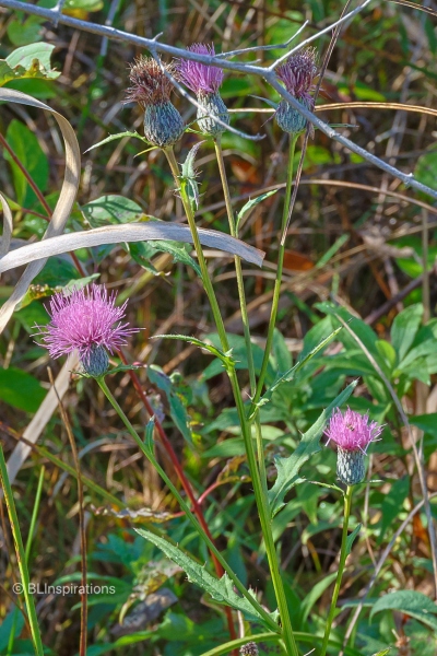 Swamp Thistle