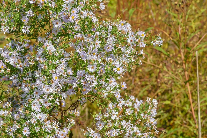 New York Aster Flowers