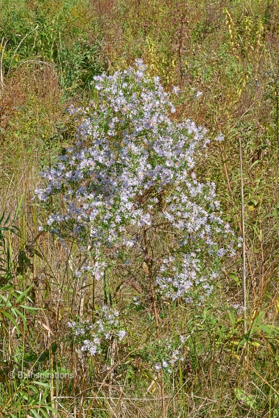 New York Aster Plant