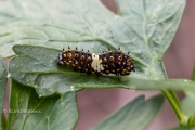 3rd Instar on Parsley