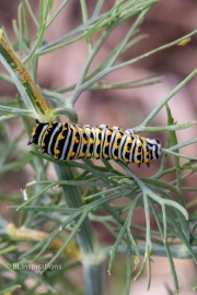 4th Instar on Dill