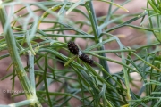 1st Instar (or Stage) on Dill