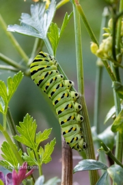 5th Instar on Parsley