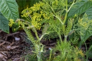 Nine Black Swallowtail Caterpillars on Dill