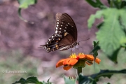 Black Swallowtail Butterfly on Mexican Sunflower