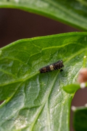 1st Instar on Parsley