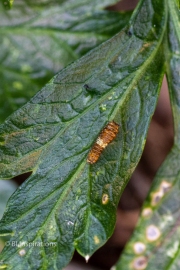 1st or 2nd Instar on Parsley