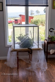 Caterpillar Enclosure in Sunroom