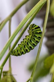 Black Swallowtail Caterpillar Ready to Pupate