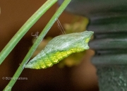 Black Swallowtail Caterpillar Chrysalis