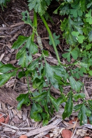 Nine Caterpillars on Parsley