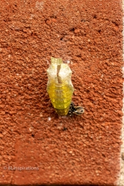 Empty Chrysalis Shell