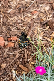 Black Swallowtail Butterfly on a flower plant