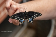 Black Swallowtail Butterfly