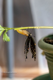 Butterfly Emerging
