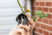 Butterfly Drying Wings