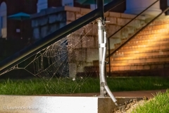 Spider Web Under Main Entrance railing