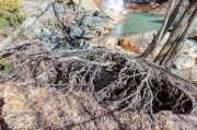 Uprooted Trees