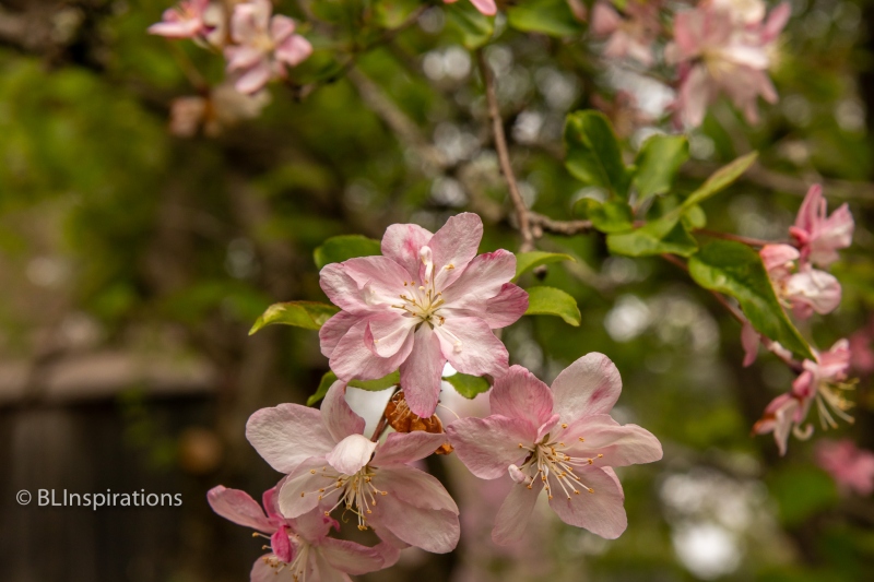 Japanese Flowering Crabapple
