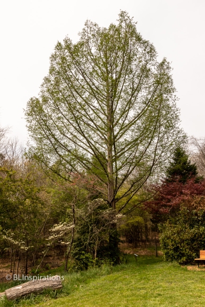 Dawn Redwood