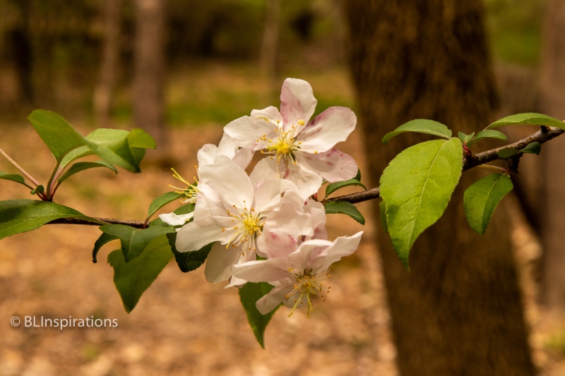 Apple Blossom 1