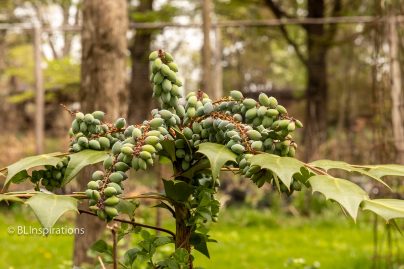 Beale's Barberry 1