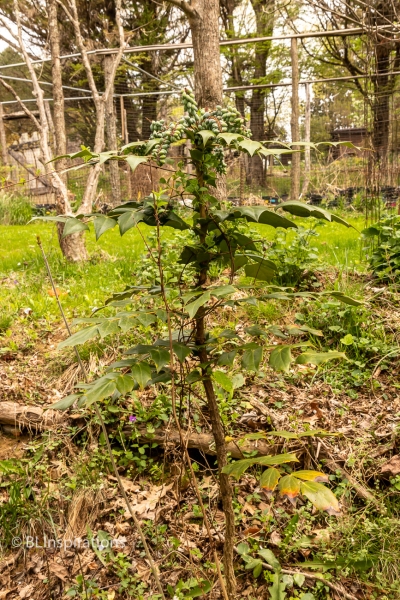 Beale's Barberry 2