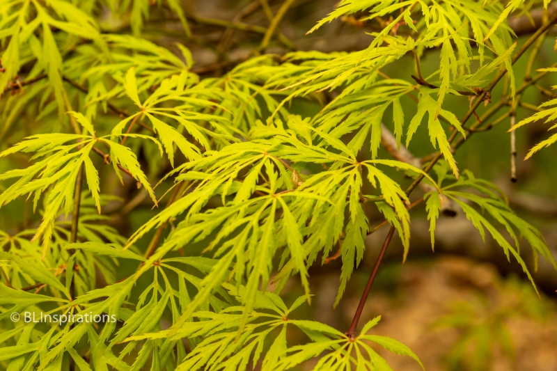 Japanese Maple