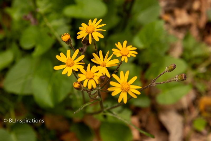 Golden Ragwort