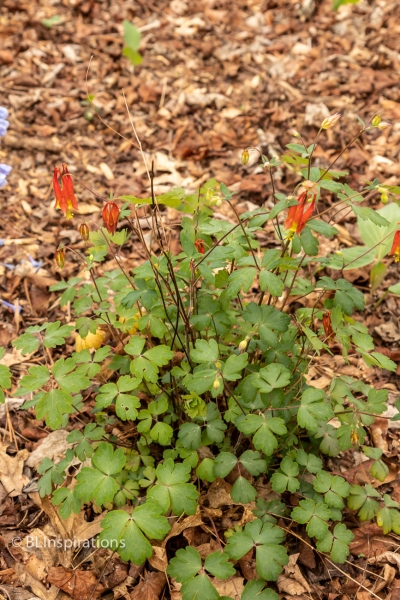 Red Columbine