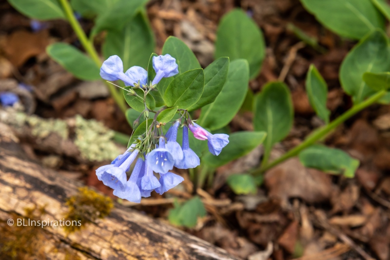 Virginia Bluebells
