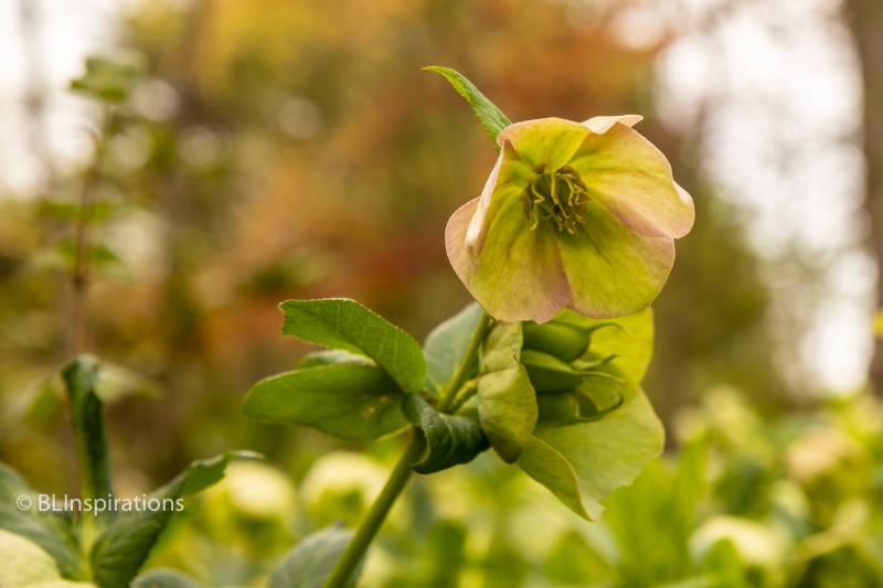Lenten-rose
