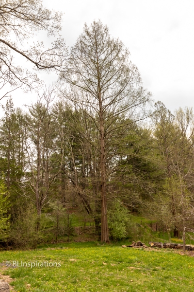 Unknown Tree