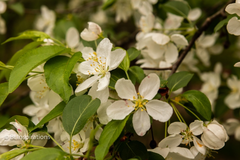 Apple Blossom 2