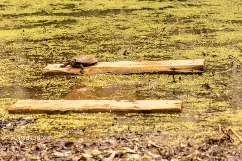 Turtle 1