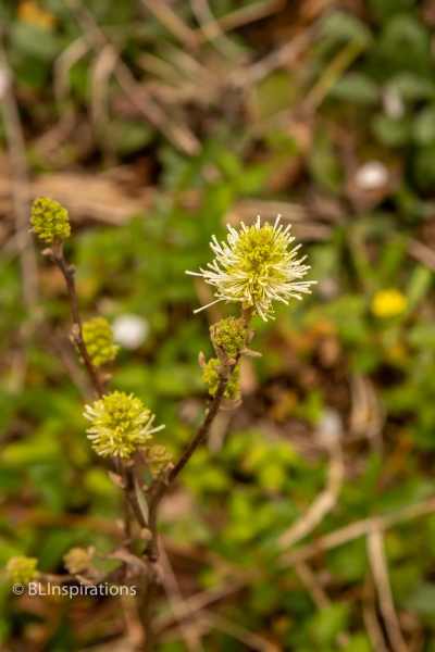 Fothergilla