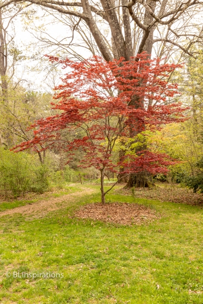 Japanese Red Maple