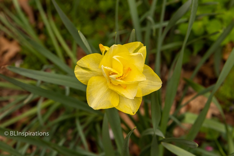 Double Daffodil