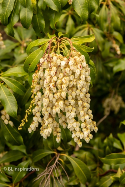 Japanese Andromeda (Pieris japonica)